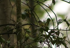 Vireo griseus