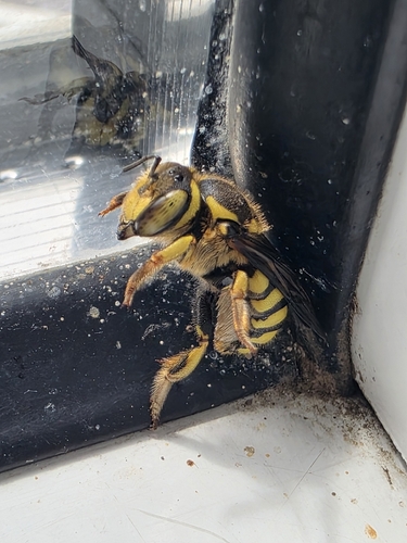 Florentine Woolcarder Bee