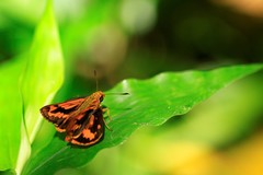 Taractrocera archias