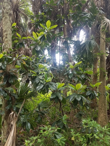 Magnolia grandiflora image