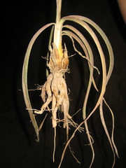 Manfreda chamelensis