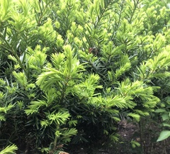 Podocarpus macrophyllus maki