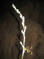 Manfreda chamelensis