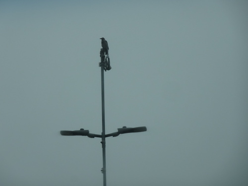 Hooded Crow