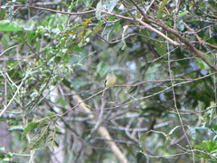 Leptopogon superciliaris