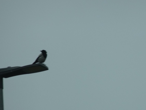 Eurasian Magpie