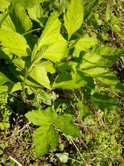 Geum vernum