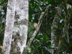 Pachyramphus