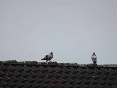 Feral Pigeon
