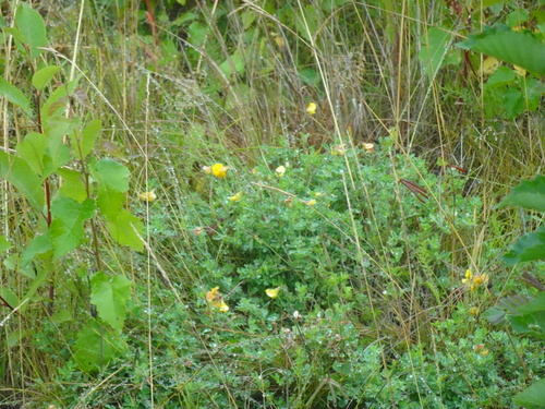 bird's-foot trefoil
