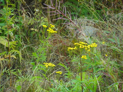 Common Tansy