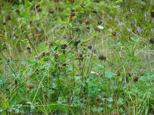 Red Clover