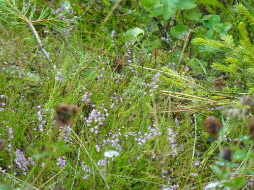 common heather
