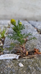 Matricaria