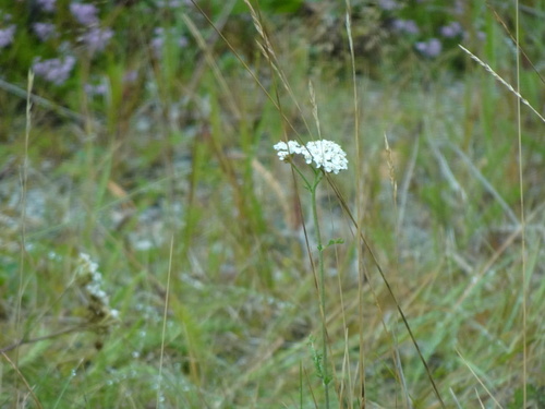 common yarrow