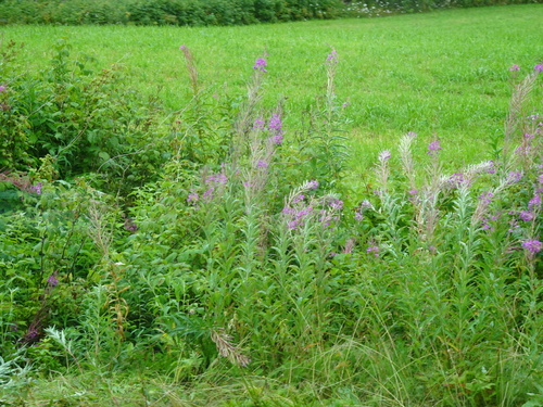 fireweed