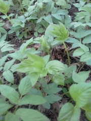 Aegopodium podagraria