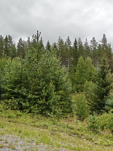 Scots pine