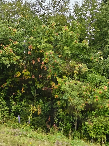 European mountain ash