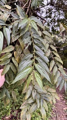 Trema micranthum, photograph (c) Nicollas Michels, some rights reserved (CC BY-SA)