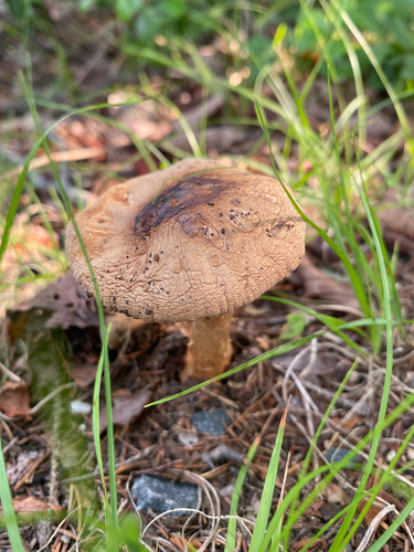 Common Gilled Mushrooms and Allies