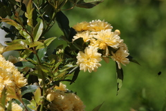 Rosa banksiae