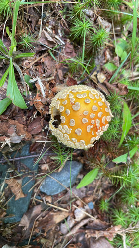 Fly Agaric