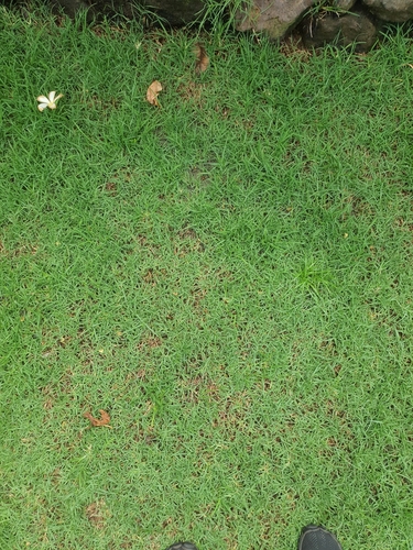 Zoysia matrella observed 2026-08-10