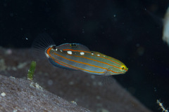 Koumansetta rainfordi