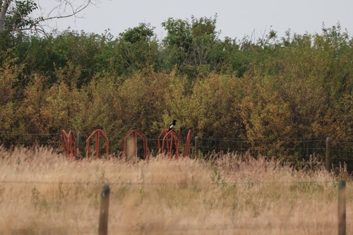 Black-billed Magpie