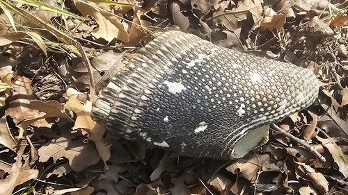 Mexican Long-nosed Armadillo