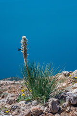 Asphodeline taurica