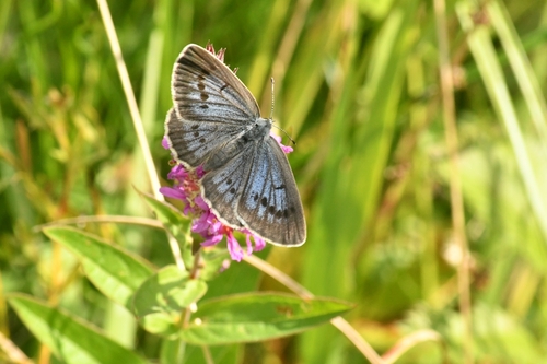Scarce Large Blue