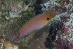 Halichoeres melasmapomus