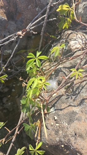 Virginia creeper