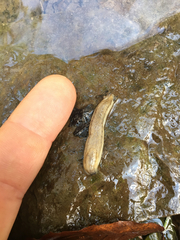 Arion fasciatus