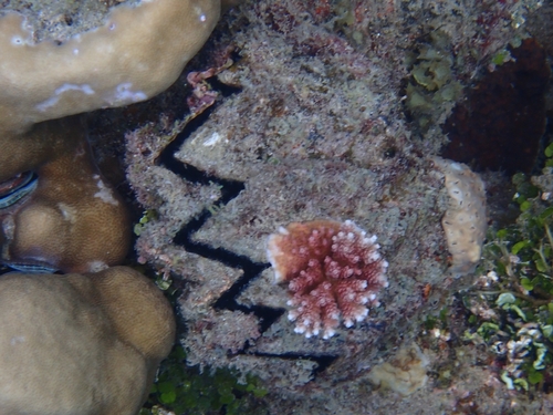 Hyotissa hyotis observed 2026-07-30