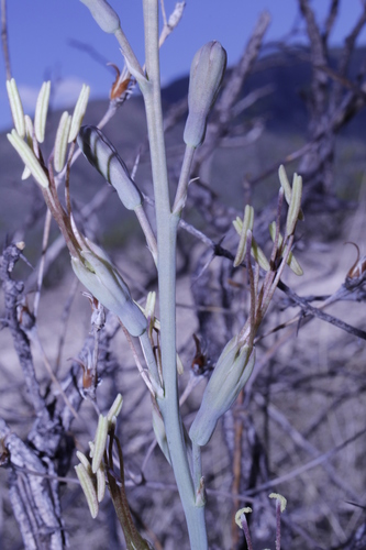 Agave potosina