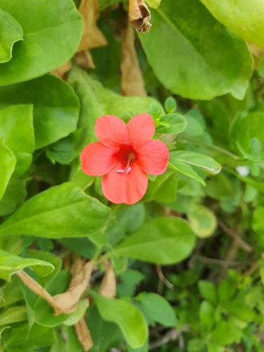 Barleria repens observed 2026-08-10