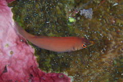 Pseudocheilinus evanidus