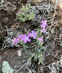 Phlox woodhousei