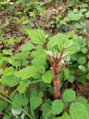 Rubus phoenicolasius