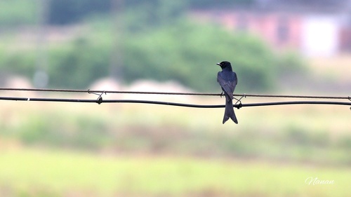 Black Drongo