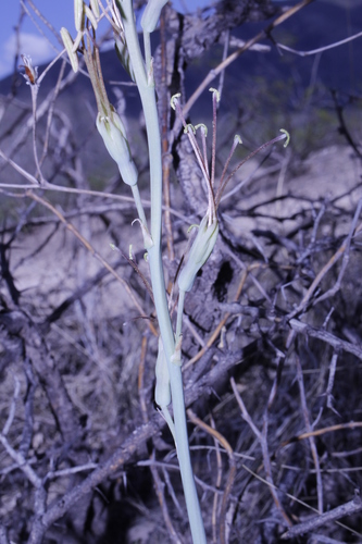 Agave potosina