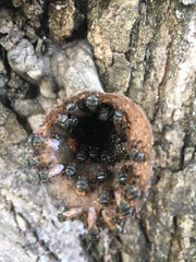 Scaptotrigona postica