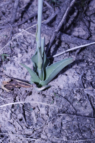 Agave potosina