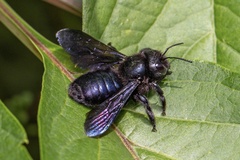 Xylocopa iris