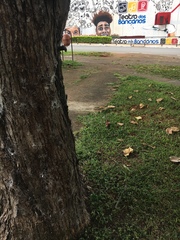 Scaptotrigona postica