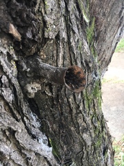 Scaptotrigona postica