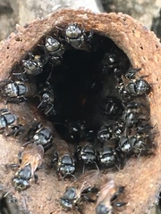 Scaptotrigona postica